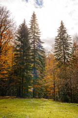 A green meadow in front of an autumn forest.