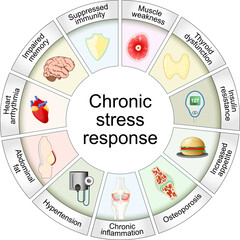 Chronic stress response. Cortisol and Long-term effects of stress hormones. 