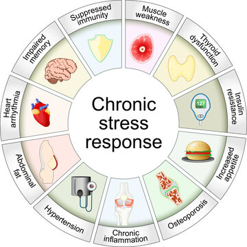 Chronic stress response. Cortisol and Long-term effects of stress hormones. 