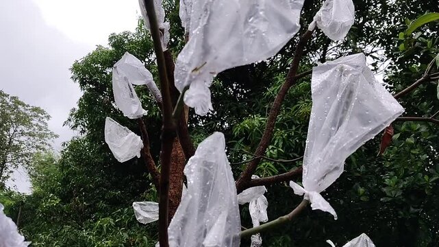 A mango tree in which stem grafting is done on branches and stems of the tree