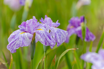 初夏に咲く紫の花菖蒲