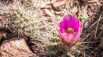 The Yellow Flowering Cactus is a striking desert plant featuring vibrant, sun-yellow blooms atop its spiky green body. It thrives in arid environments, adding bold color