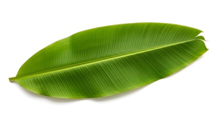 Fototapeta premium Fresh Vibrant Banana Leaf