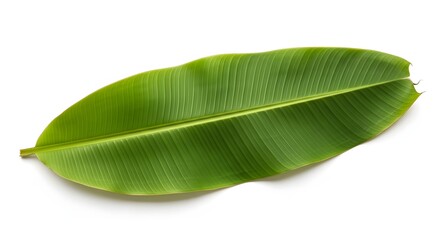 Fototapeta premium Bright Green Banana Leaf