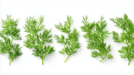 Fresh Green Herbs Arranged in a Row Showcasing Vibrant Foliage and Intricate Leaf Patterns