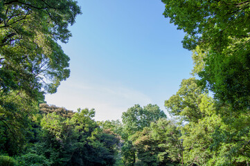 晴れた日の森と青空の風景