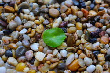 Fresh gotu kola leaves on pebbles.