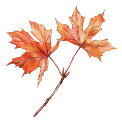 watercolor of Rust Colored Maple Branch, vector, isolated on a white background.
