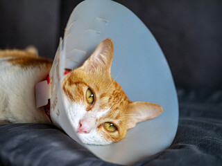 Sick cat, cat wearing a protective plastic collar cone