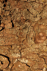 Detailed close-up of a tree bark texture with visible cracks, rough patterns, and subtle lichen patches. Ideal for backgrounds, natural textures, forestry themes, or eco-friendly design 