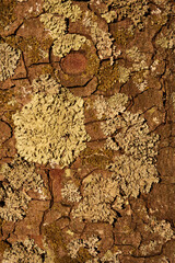 Close-Up of Cracked Tree Bark Texture