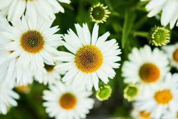 Natural Garden Scene with White Coneflowers