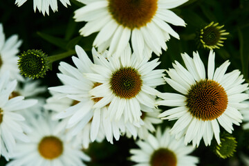 Detailed Macro of Daisy-Like Blossoms in Summer Light, effet vintage