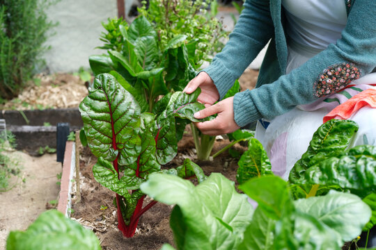 Asian woman checking the leaf of ruby red Swiss chard in the garden.