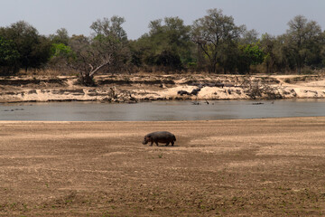 hippo at the riverside