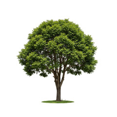 Illustration of Isolated Green Tree Lush Foliage Transparent Background