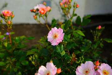 A beautiful rose bush in a public park in Japan