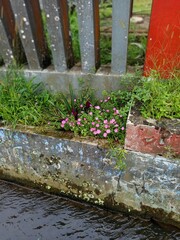 flowers in the garden