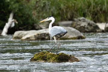 Grey Heron Standing on a Mossy Rock in a River