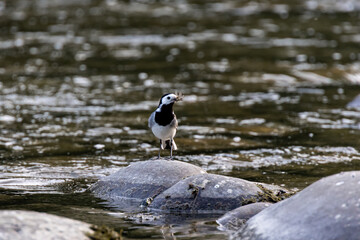 Pied Wagtail with Insect Prey on River Rocks