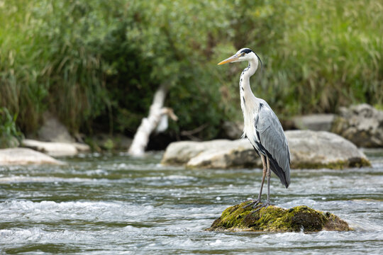 Grey Heron Gracefully Perched on a River Rock in Switzerland