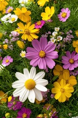 Obraz premium Colorful Variety of Wildflowers in a Natural Garden Setting