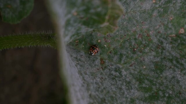 Mariquita sobre una hoja de planta da zapallito 