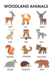Obraz premium Poster with forest animals, woodland animals for kids English. Educational poster, learning activity for preschool, kindergarten, homeschooling. Educational game.