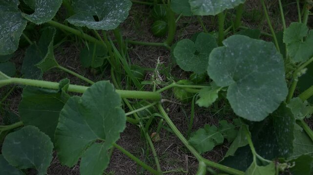 Planta de zapallito agreste apestada