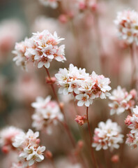 macro photography of buckwheat flowers (Fagopyrum esculentum) in full bloom, extreme close-up with the flowers filling the entire frame, delicate small white petals with hints of pink