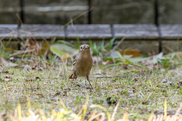 草むらに佇むジョウビタキのメス