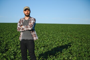 Agronomist inspecting soya bean crops growing in the farm field. Agriculture production concept....