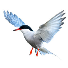 Obraz premium Arctic Tern Bird isolated on transparent background
