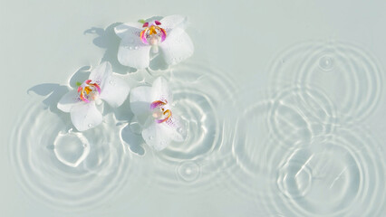 three white orchid flower petals in transparent water source with light reflections from above, beauty spa purity background concept with copy space