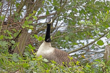 Canada goose chick swimming near parent on calm lake