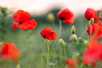 Red poppy flowers blooming in a green meadow with soft focus background and natural light creating a peaceful and dreamy spring atmosphere