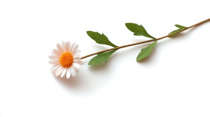 Single Daisy Flower Stem Curved with Green Leaves on White Background