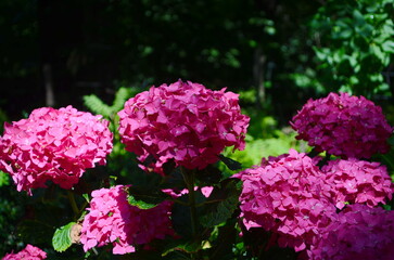 Blooming large pink hydrangea flowers in a flower bed sprinkled with small white pebbles. In the background, a decorative white picket fence.