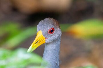 Naklejka premium A Russet-naped Wood-Rail in Costa Rica