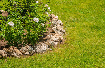 Rose bush surrounded by decorative stone border. Garden scene featuring a blooming rose bush with...