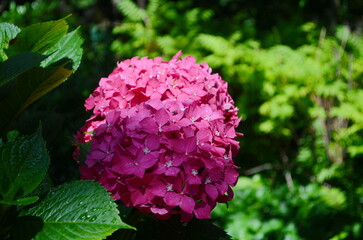 Blooming large pink hydrangea flowers in a flower bed sprinkled with small white pebbles. In the background, a decorative white picket fence.