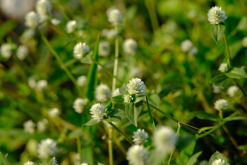 close up of weeds. alternanthera philoxeroides is Alligator weeds grow as wild shrubs on the...