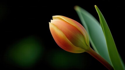 Beautiful Tulip Bud Just Beginning to Open in Profile View