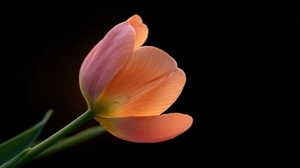 Delicate Tulip with Drooping Petal Edges Against Dark Background