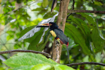 A Collared Aracari in Costa Rica
