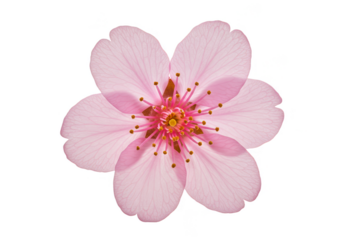 Illustration Pink Blossom Petal Transparent Background Floral Spring Bloom