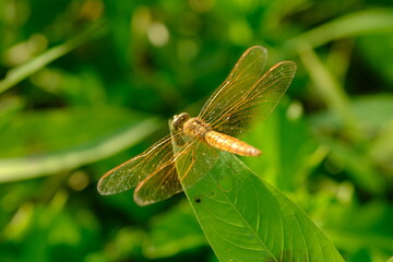 Brachythemis contaminata, ditch jewel, is a species of dragonfly in the family Libellulidae. It is...