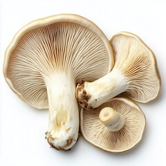 Close-up Overhead Shot of Three Delicate Pale Beige Mushrooms with Gills Highlighting Their Unique Texture and Structure on White Background