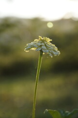Single White Wildflower in Soft Sunset Light