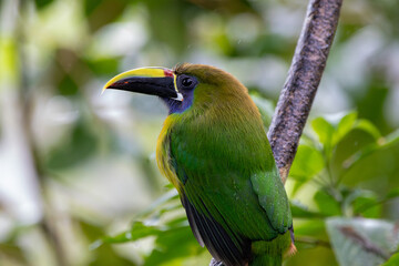 A Northern Emerald-Toucanet in Costa Rica